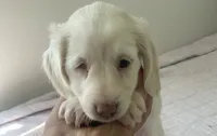 Special Needs-( I do not ship ), a male Miniature Dachshund for sale in Bethany, CT – 1 of 2
