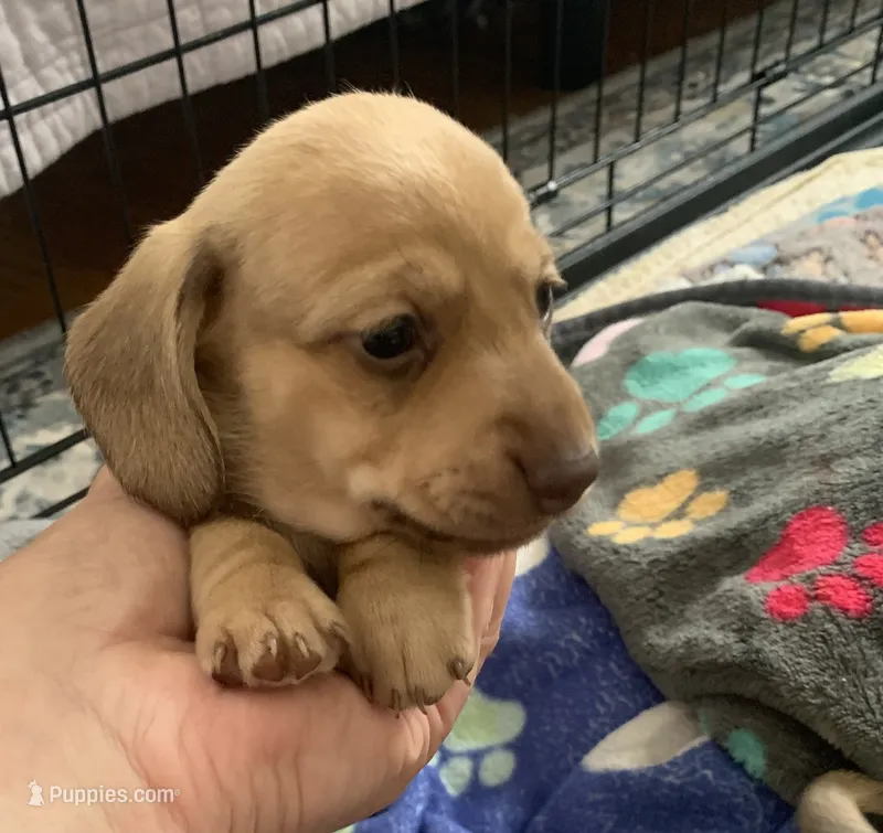 Shaded red female smooth coat – Miniature Dachshund puppy for sale in Bethany, CT