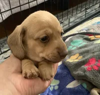 Shaded red female smooth coat, a female Miniature Dachshund for sale in Bethany, CT – 1 of 4