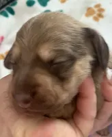 DNA/OFA Shaded red & cream female , a female Miniature Dachshund for sale in Bethany, CT – 2 of 3