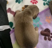 DNA/OFA Shaded red & cream female , a female Miniature Dachshund for sale in Bethany, CT – 3 of 3