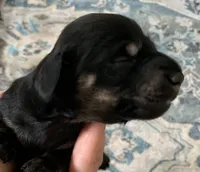 Male black & cream , a male Miniature Dachshund for sale in Bethany, CT – 4 of 5