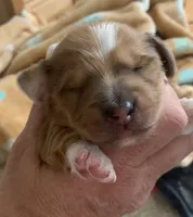 DNA/OFA Piebald male longhair , a male Miniature Dachshund for sale in Bethany, CT – 2 of 4