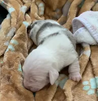 Dapple male , a male Miniature Dachshund for sale in Bethany, CT – 6 of 7