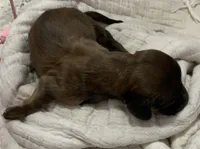 Shaded red longhair female , a female Miniature Dachshund for sale in Bethany, CT – 3 of 3
