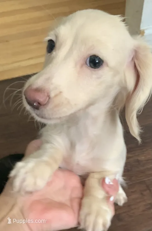 EE cream longhair female  – Miniature Dachshund puppy for sale in Bethany, CT