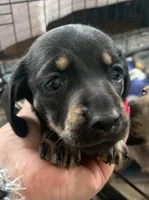 Male black & tan smooth coat , a male Miniature Dachshund for sale in Bethany, CT – 4 of 5