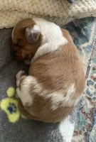 DNA/OFA Piebald male longhair , a male Miniature Dachshund for sale in Bethany, CT – 4 of 4