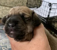 Shaded cream male , a male Miniature Dachshund for sale in Bethany, CT – 2 of 4