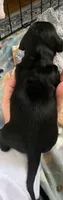 Male black & cream , a male Miniature Dachshund for sale in Bethany, CT – 5 of 5