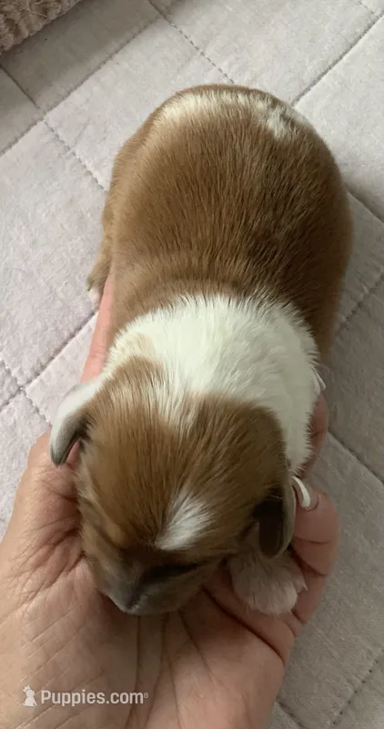 Piebald male longhair  – Miniature Dachshund puppy for sale in Bethany, CT