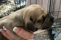 Shaded cream male , a male Miniature Dachshund for sale in Bethany, CT – 3 of 4