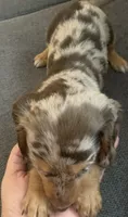Male miniature Dapple longhair , a male Miniature Dachshund for sale in Bethany, CT – 2 of 2