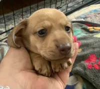 Shaded red female smooth coat, a female Miniature Dachshund for sale in Bethany, CT – 3 of 4