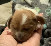 Piebald male longhair , a male Miniature Dachshund for sale in Bethany, CT – 3 of 4