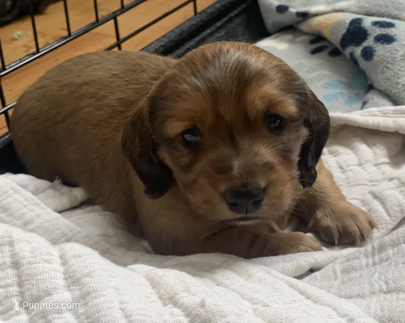 Shaded red longhair male  – Miniature Dachshund puppy for sale in Bethany, CT