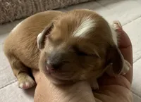 Piebald male longhair , a male Miniature Dachshund for sale in Bethany, CT – 2 of 4