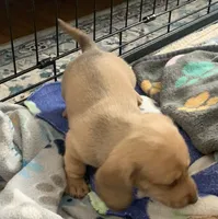 Shaded red female smooth coat, a female Miniature Dachshund for sale in Bethany, CT – 2 of 4