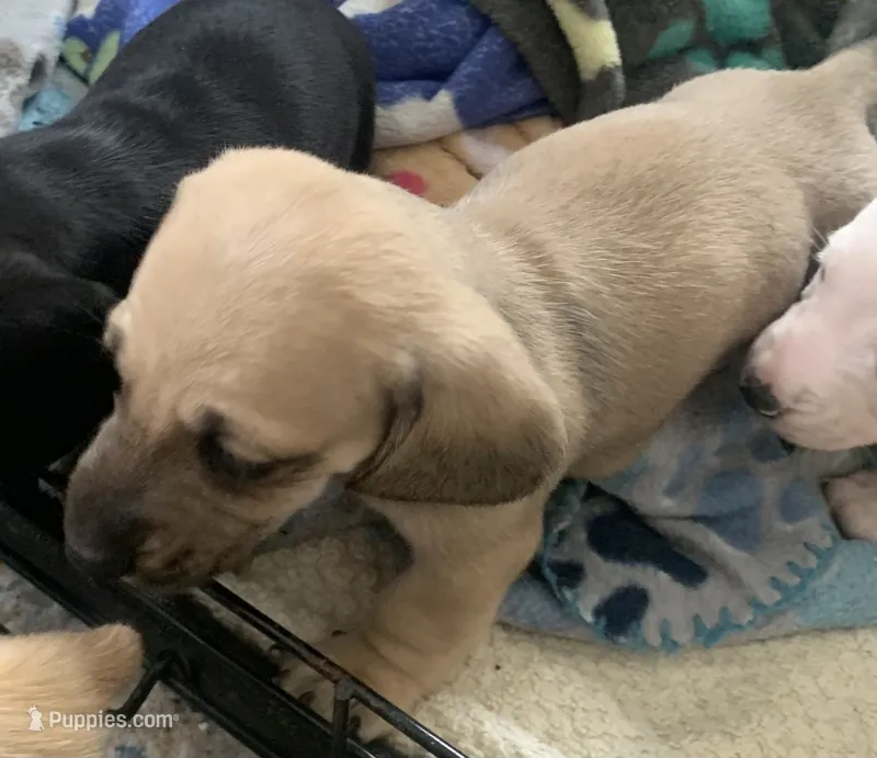 Shaded cream male smoothcoat – Miniature Dachshund puppy for sale in Bethany, CT