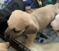 Shaded cream male smoothcoat, a male Miniature Dachshund for sale in Bethany, CT – 1 of 6