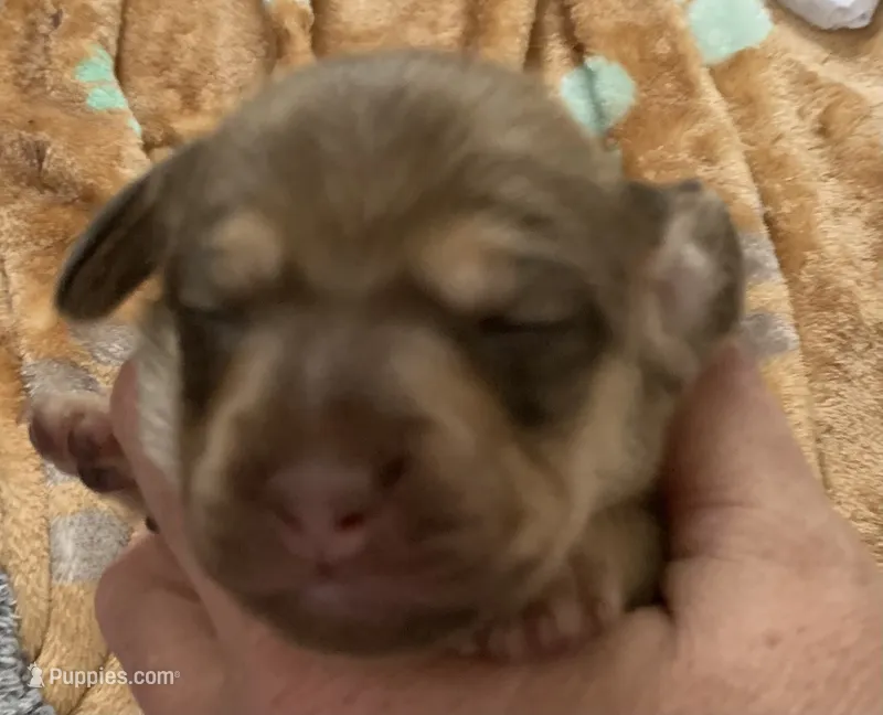 Shaded red & cream female  – Miniature Dachshund puppy for sale in Bethany, CT