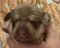 Shaded red & cream female , a female Miniature Dachshund for sale in Bethany, CT – 1 of 4