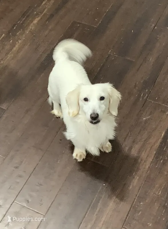 Cotton – Miniature Dachshund puppy for sale in Bethany, CT
