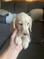 Nugget, a female Miniature Dachshund for sale in Bethany, CT – 4 of 4