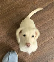 EE cream longhair female , a female Miniature Dachshund for sale in Bethany, CT – 2 of 5