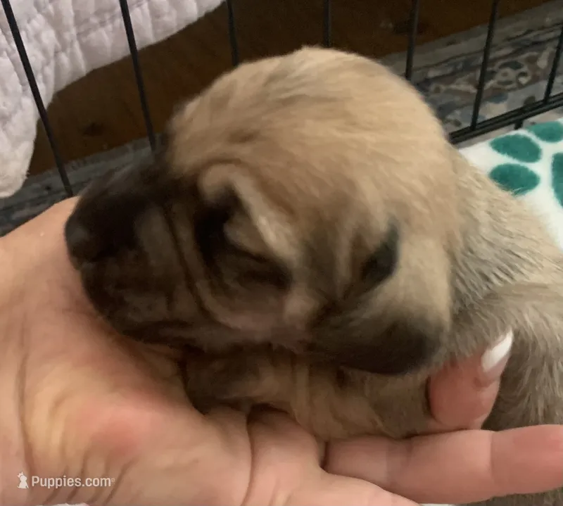 DNA/OFA Shaded cream male  – Miniature Dachshund puppy for sale in Bethany, CT
