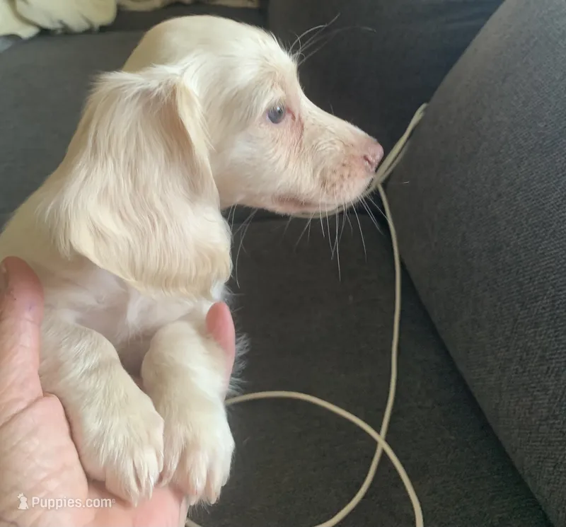 Nugget – Miniature Dachshund puppy for sale in Bethany, CT