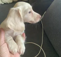 Nugget, a female Miniature Dachshund for sale in Bethany, CT – 1 of 4