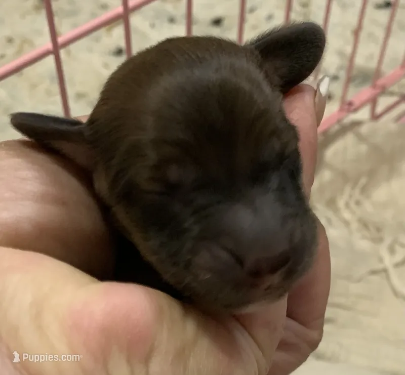 Shaded red longhair female  – Miniature Dachshund puppy for sale in Bethany, CT