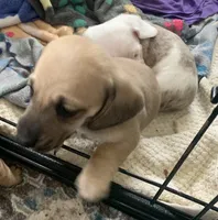 Shaded cream male smoothcoat, a male Miniature Dachshund for sale in Bethany, CT – 5 of 6