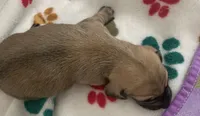 DNA/OFA Shaded cream male , a male Miniature Dachshund for sale in Bethany, CT – 7 of 8