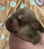 Shaded red & cream female , a female Miniature Dachshund for sale in Bethany, CT – 4 of 4