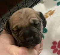 DNA/OFA Shaded cream male , a male Miniature Dachshund for sale in Bethany, CT – 6 of 8