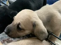 Shaded cream male smoothcoat, a male Miniature Dachshund for sale in Bethany, CT – 4 of 6