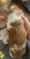 DNA/OFA Piebald male longhair , a male Miniature Dachshund for sale in Bethany, CT – 3 of 4