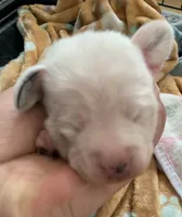 Dapple male , a male Miniature Dachshund for sale in Bethany, CT – 7 of 7