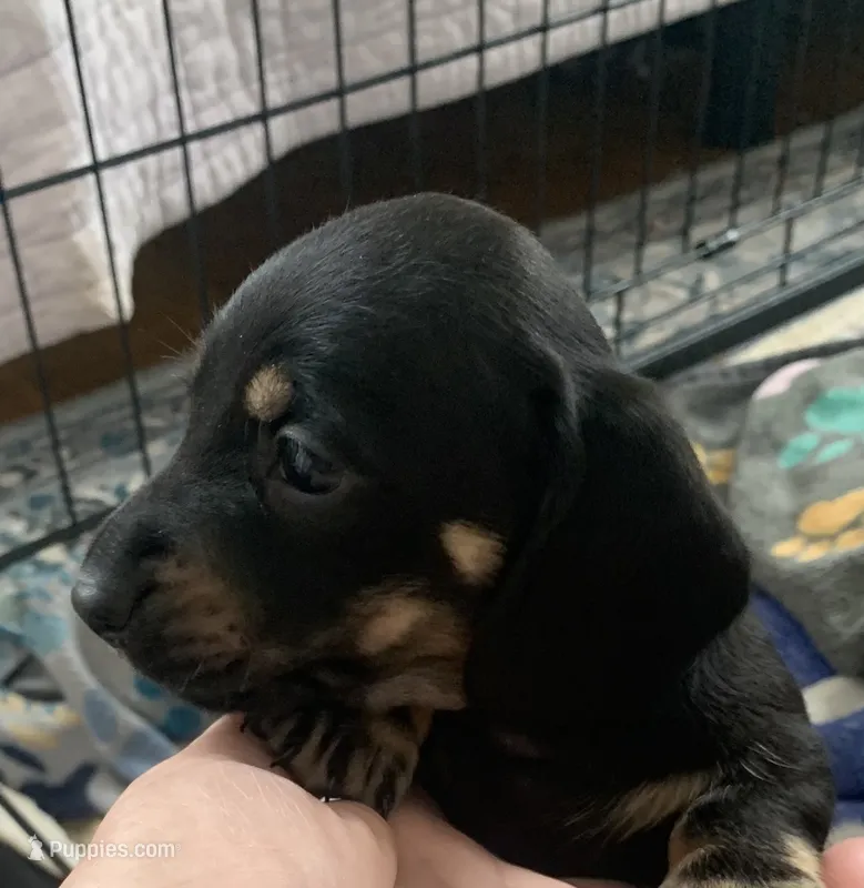 Male black & tan smooth coat  – Miniature Dachshund puppy for sale in Bethany, CT