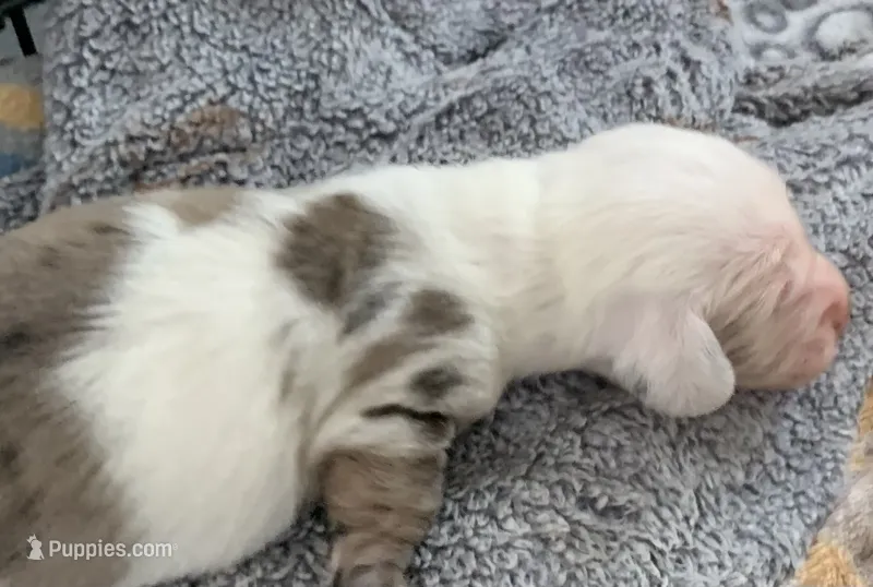 Dapple male  – Miniature Dachshund puppy for sale in Bethany, CT