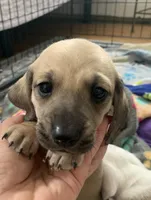 Shaded cream male smoothcoat, a male Miniature Dachshund for sale in Bethany, CT – 2 of 6