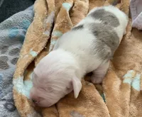 Dapple male , a male Miniature Dachshund for sale in Bethany, CT – 3 of 7