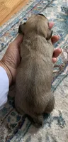 Shaded cream male , a male Miniature Dachshund for sale in Bethany, CT – 4 of 4