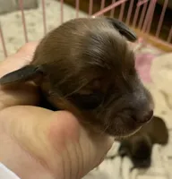 Shaded red longhair male , a male Miniature Dachshund for sale in Bethany, CT – 2 of 3