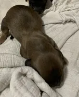 Shaded red longhair male , a male Miniature Dachshund for sale in Bethany, CT – 3 of 3