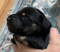 Male black & cream , a male Miniature Dachshund for sale in Bethany, CT – 3 of 5