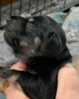 Male black & cream , a male Miniature Dachshund for sale in Bethany, CT – 2 of 5
