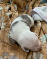 Dapple male , a male Miniature Dachshund for sale in Bethany, CT – 5 of 7
